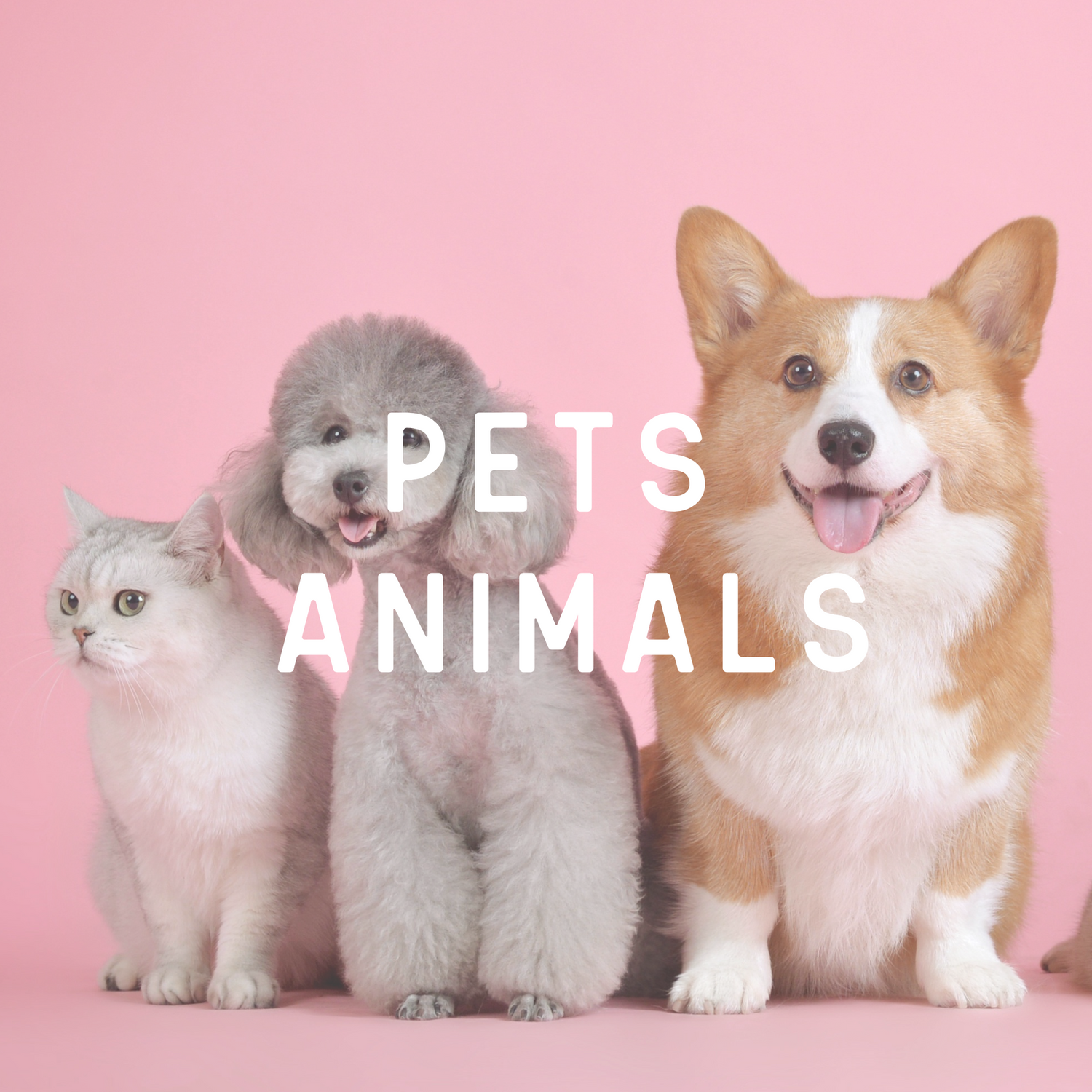 Pets / Animals
